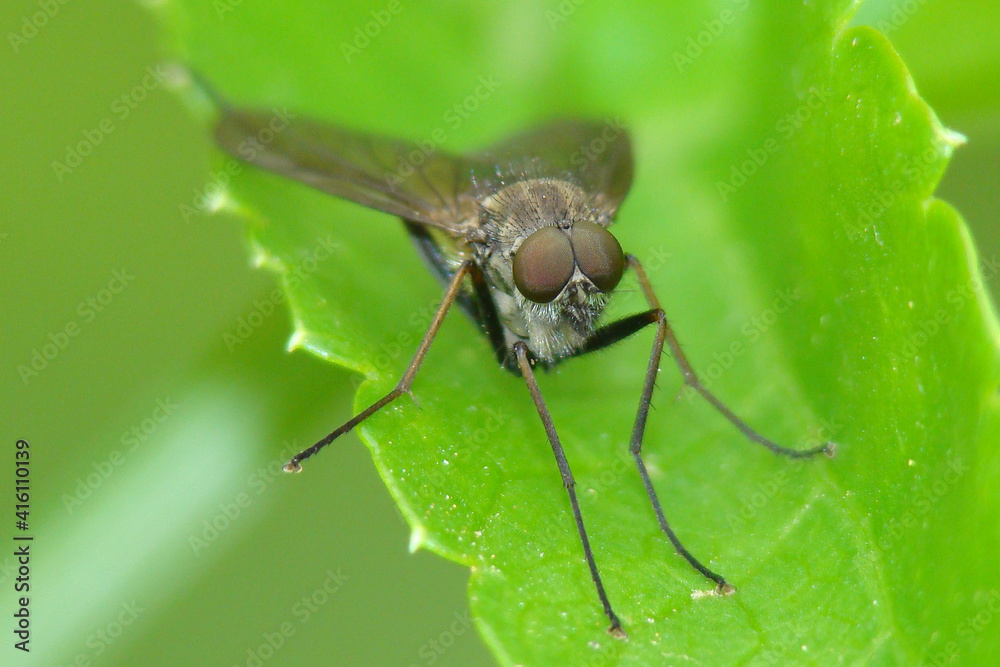 Snipe Fly (Rhagio sp.) Snipe Fly (Rhagio sp.)