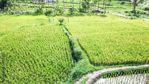 A top down drone shot of long stretching rice fields in Tetebatu, Lombok, Indonesia. There is a gravelled road on the side. Endless rice paddies are separated with pathways. Forrest on the side. photo