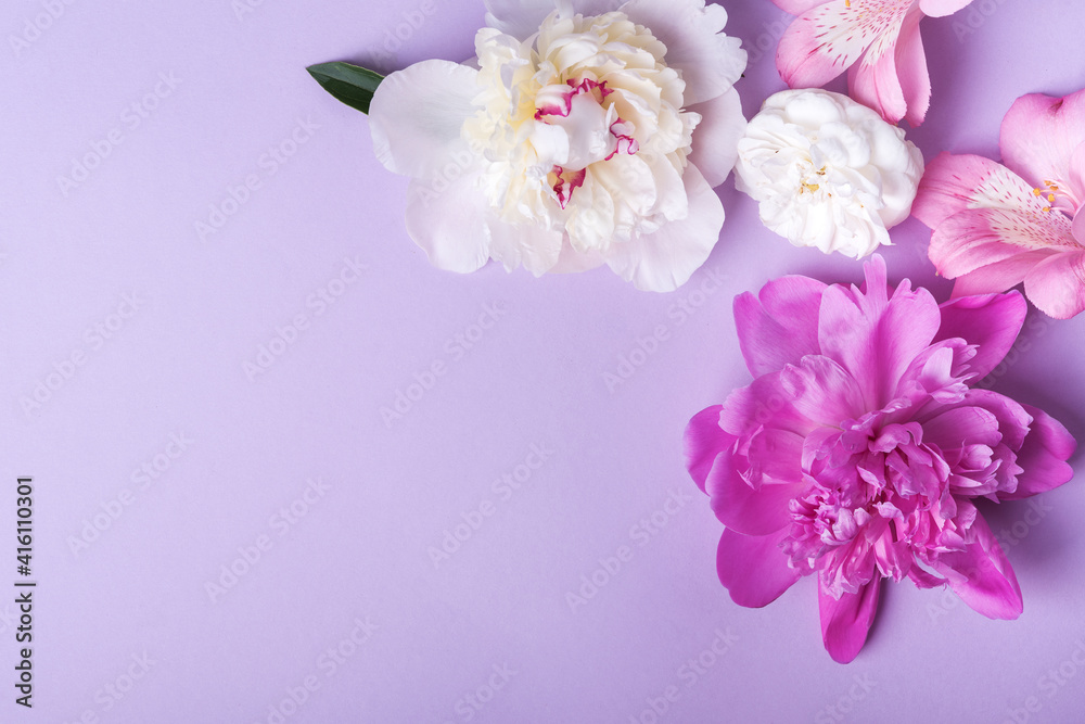 pink and white peonies  on pink background, top view