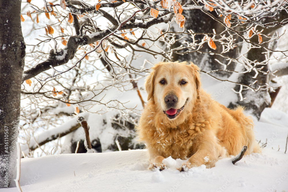 Portrait of the ten-year-old dog, Golden Retriever, lying on snowy ground. Best friend for ever.