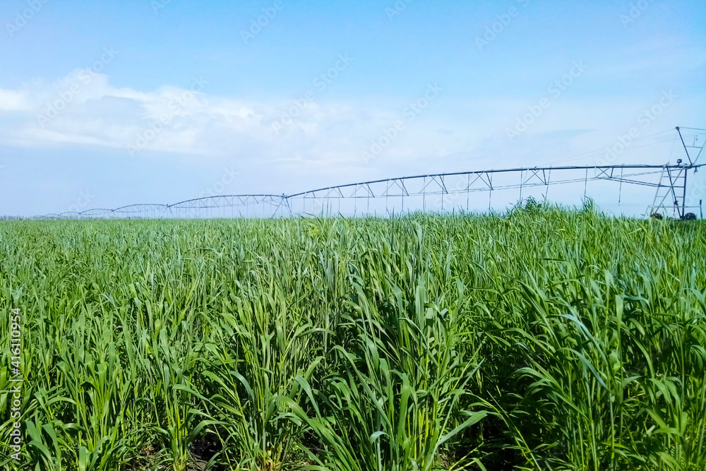 Fototapeta premium View of a field with young green wheatgrass and installed irrigation equipment. Plants on an agricultural plantation are irrigated with a watering machine. Selective focus