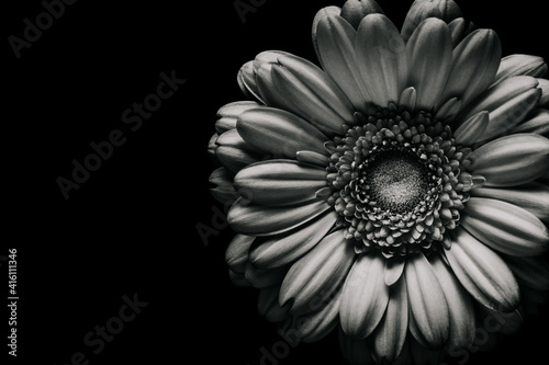 Wallpaper Mural gerbera flower in black and white isolated on black background. Torontodigital.ca