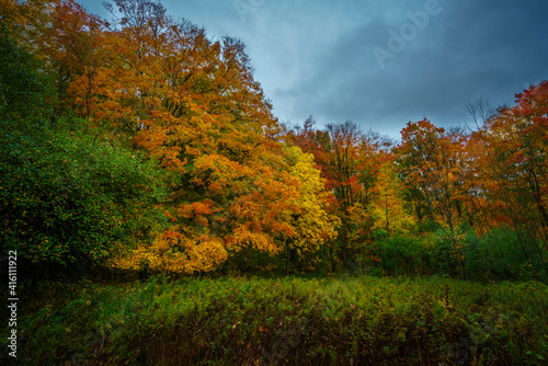 autumn trees