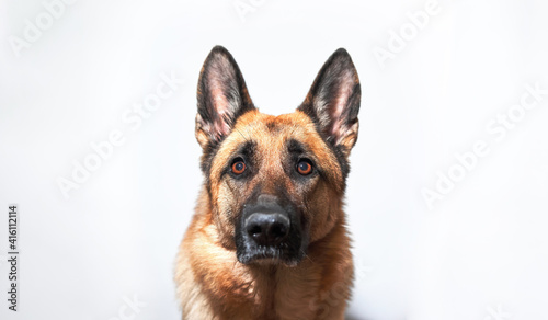 Banner with shepherd dog and plenty of space for text. Face of dog for pet shop or advertising. Portrait of black and red German Shepherd on white background.