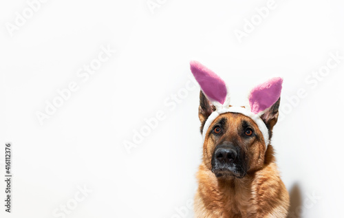 Dog in Easter bunny costume and plenty of room for text and advertising. Portrait of German shepherd black and red on white background with pink rabbit ears.
