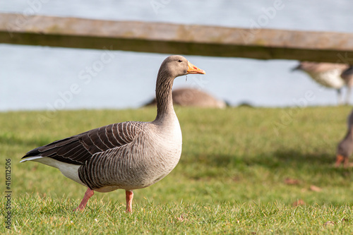 Greylag Goose - Anser anser - On grass beside low fence and lake.