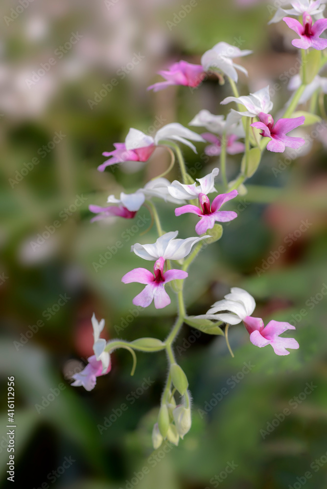 pink and white orchid flowers in garden pink and white orchid flowers in garden