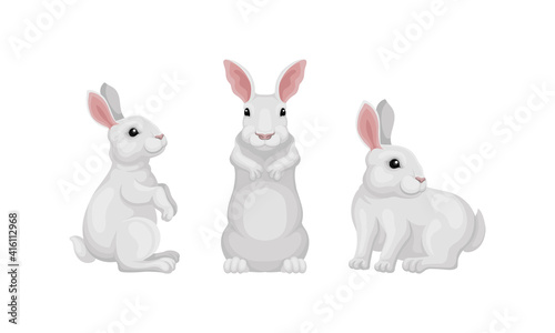 Rabbit as Small Mammal with White Coat in Different Poses Vector Set