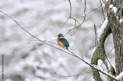 Eisvogel - stets im Blick 