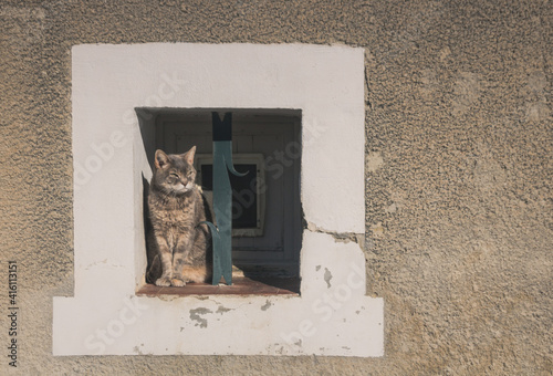 chat prenant le soleil sur le bord d'une fenêtre photo