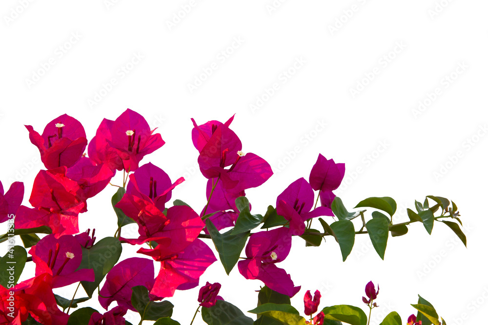 Bougainvilleas isolated on white background. Save with clipping path.