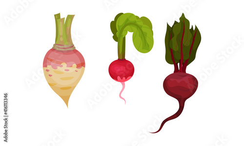 Root Vegetables as Underground Plant Part with Radish and Beet Vector Set