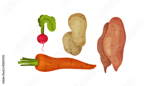 Root Vegetables as Underground Plant Part with Radish and Carrot Vector Set