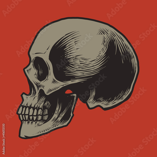 Detailed hand drawing anatomic skull illustration