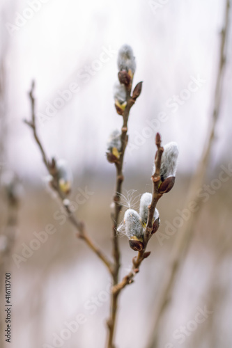 Willow branches with buds before flowering. Spring. Fluffy tree buds