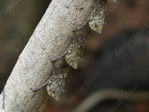 Long-nosed bats sleeping on a branch on Rio Frio, Cano Negro, Costa Rica