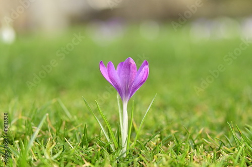 Krokus 