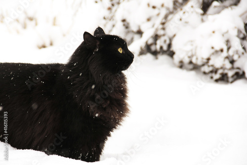 Black cat in the snow. Cat in the winter on the street. Cat on white background