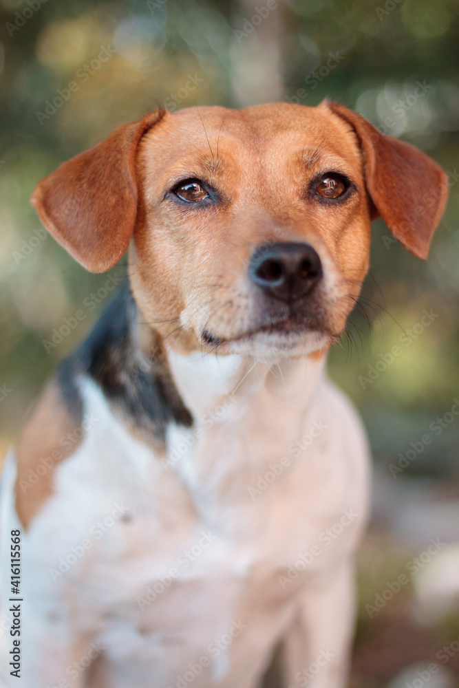 adorable danish swedish farmdog sitting portrait with a blurry background
