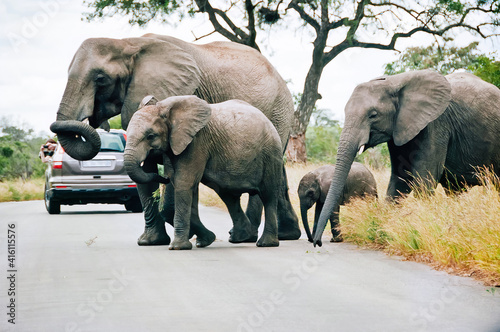 a family of elephants crossing the road in Kruger National Park in Mpumalanga  South Africa  walking between the automobiles with tourists  eating on the way
