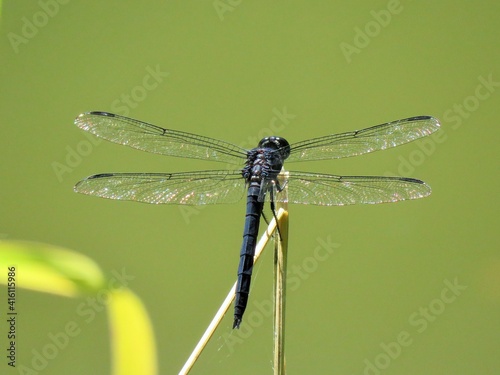 Dragonfly macro © Jeff N.