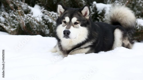 Young beautiful alaskan malamute lying in snow. Dog winter.