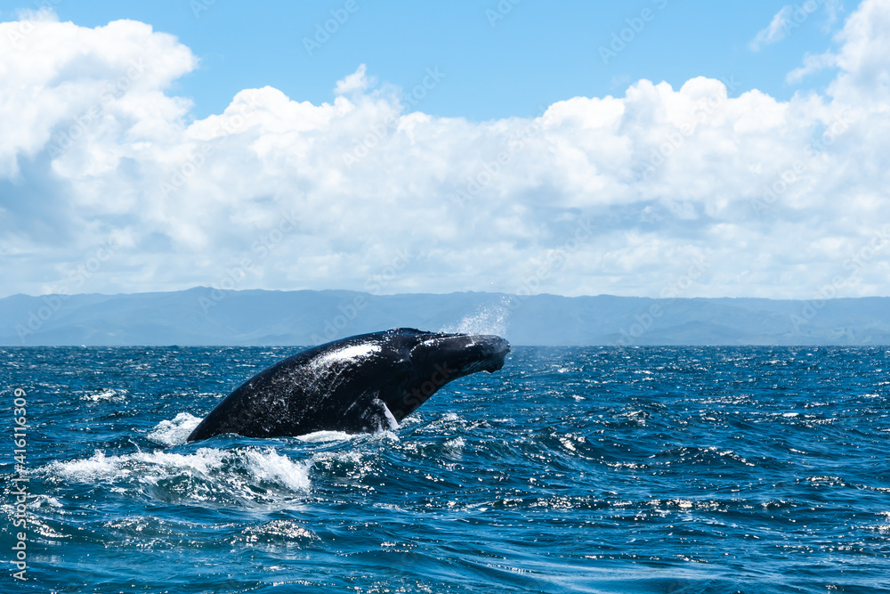 Obraz premium whale jumps in Dominican republic