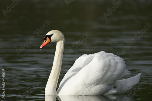 Schwan