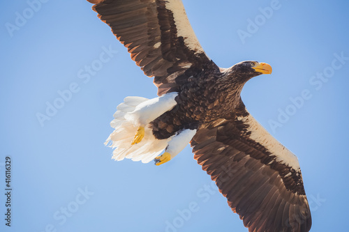 White-Tailed Sea EagleA large soaring white-tailed sea eagle (Haliaeetus albicilla) in mid-flight against a blue sky as seen from below.