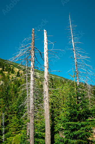 Dead trees on the slopes of the mountains