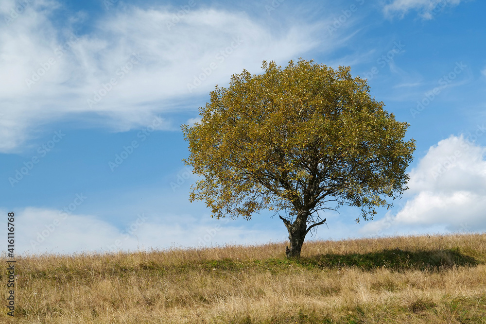 Lonely yellow tree at grassland and white clouds