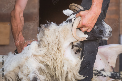 Close-up detail of sheep shearing as a shearer shears the wool off a male Scottish Blackface sheep ram (Ovis Aries) as part of rural farm life.