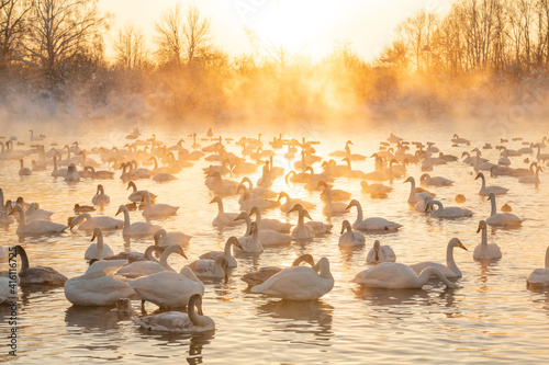 Amazing swans wintering on a unfrozen lake on sunset