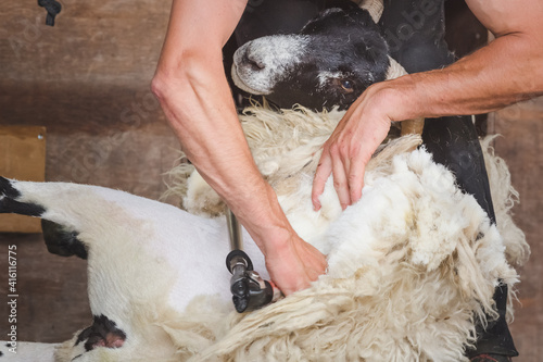 Close-up detail of sheep shearing as a shearer shears the wool off a male Scottish Blackface sheep ram (Ovis Aries) as part of rural farm life. photo