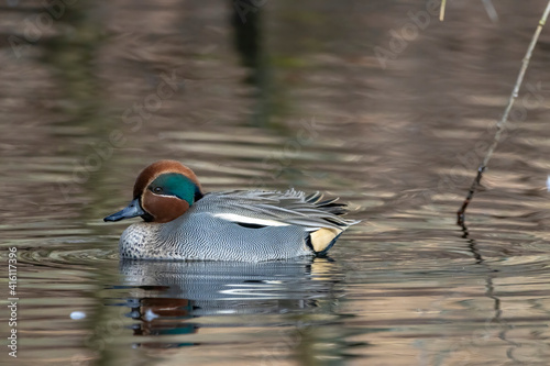 Beautiful male teal duck at a little pond called Jacobiweiher not far away from Frankfurt, Germany at a cold day in winter.