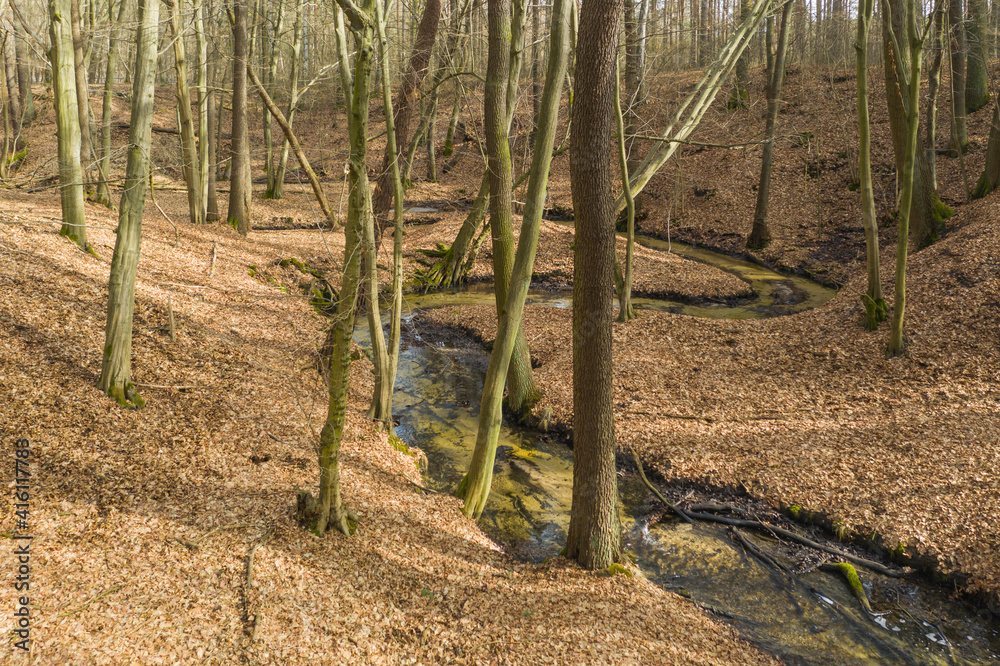 Leśny strumień płynący przez głęboki jar. - obrazy, fototapety, plakaty 
