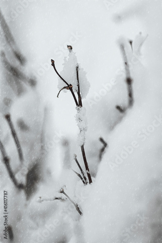 snow covered branches