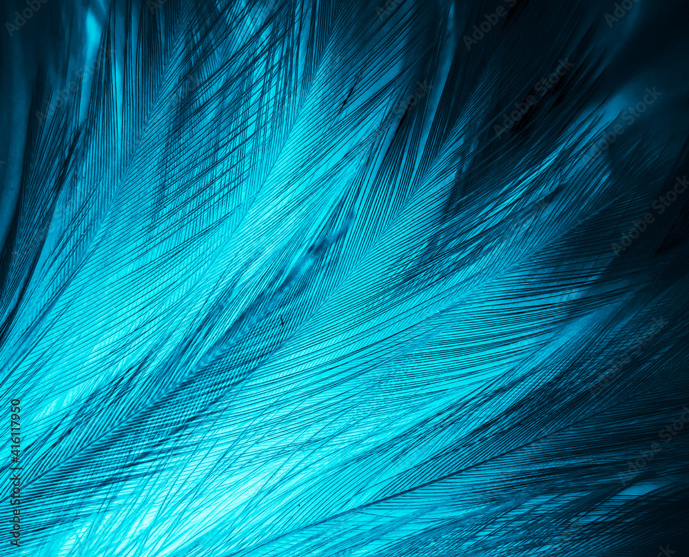 Beautiful abstract blue feathers on white background, black feather texture on blue pattern and blue background, feather wallpaper, blue banners, love theme, valentines day, dark texture Beautiful abstract blue feathers on white background, black feather texture on blue pattern and blue background, feather wallpaper, blue banners, love theme, valentines day, dark texture