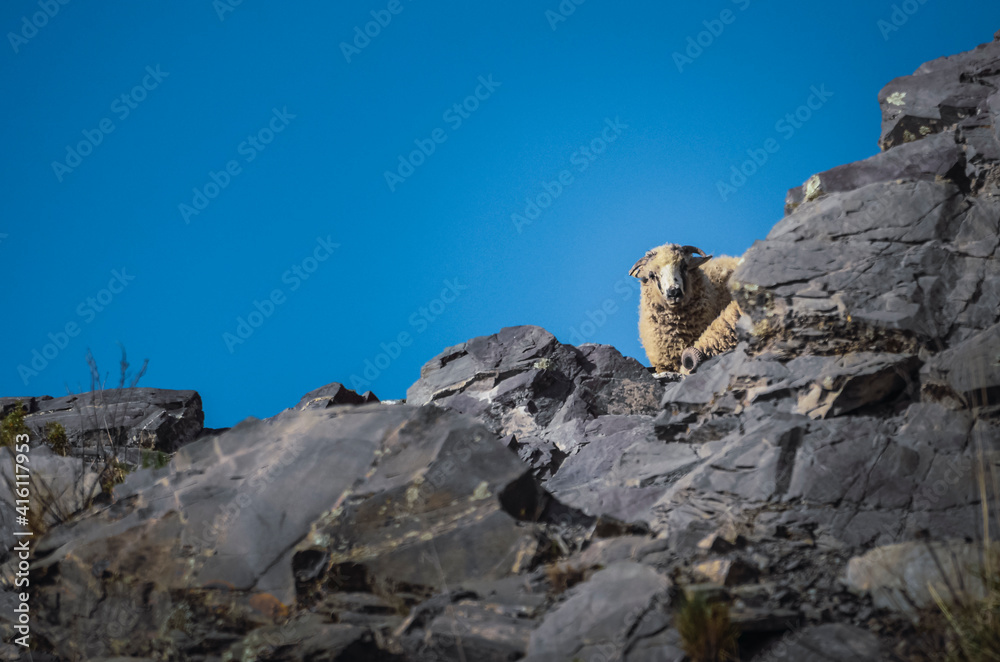 Stock photo of a sheep looking at the camera in Iruya valley, Salta, Argentina. Hills and mountains landscape
