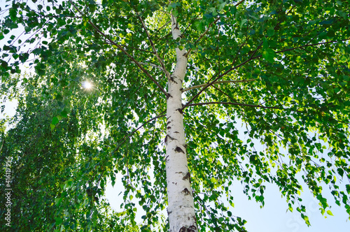 birch with green leaves on a summer day against a background of blue sky and the sun shining through the foliage