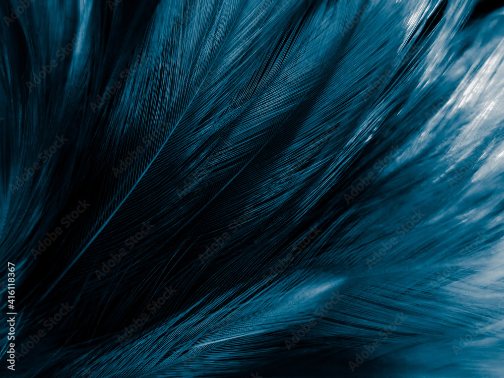 Beautiful abstract blue feathers on white background, black feather texture on blue pattern and blue background, feather wallpaper, blue banners, love theme, valentines day, dark texture Beautiful abstract blue feathers on white background, black feather texture on blue pattern and blue background, feather wallpaper, blue banners, love theme, valentines day, dark texture