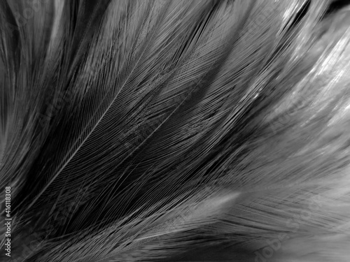 Beautiful abstract black feathers on white background and soft white feather texture on white pattern, dark theme wallpaper, gray feather background, black banners, dark texture © Weerayuth