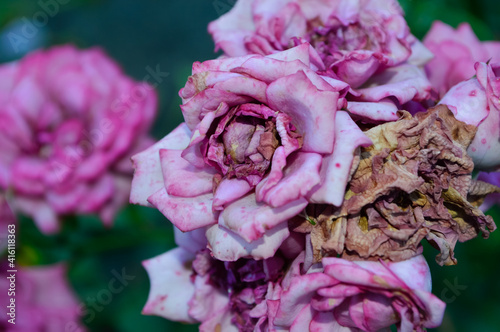 close-up - drying pink roses in the garden