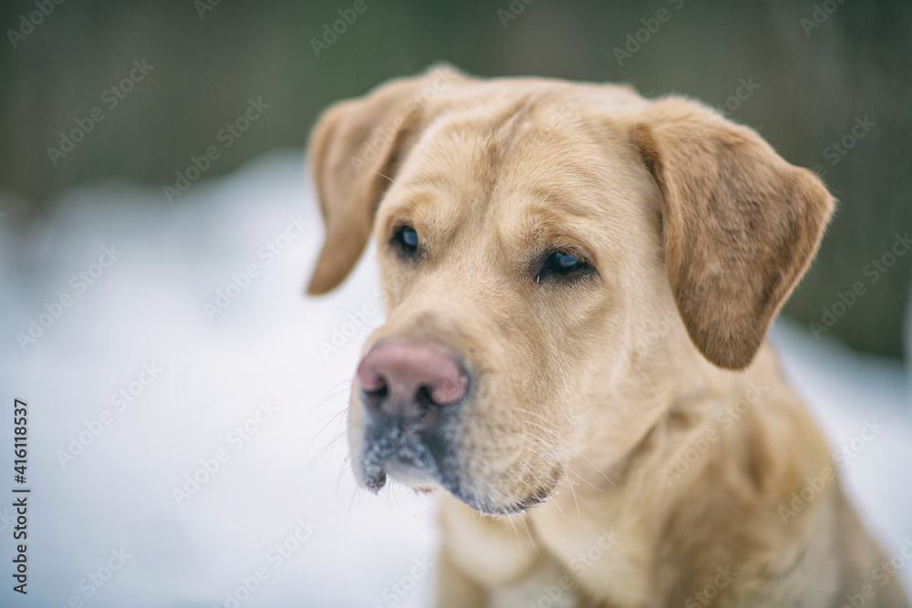 Portrait of a fawn labrador retriever in the winter forest.