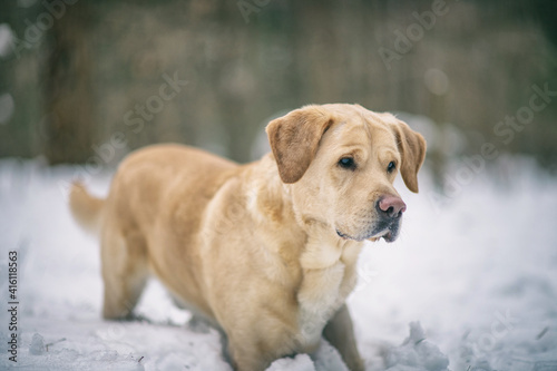 Portrait of a fawn labrador retriever in the winter forest.