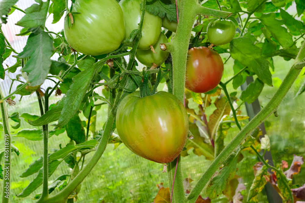 Fototapeta premium close-up - beautiful green and ripe reddish tomatoes hanging on a branch growing in a greenhouse