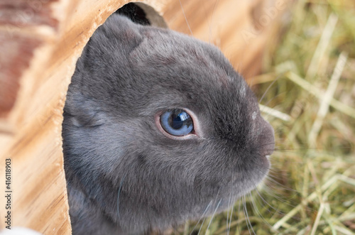 Beautiful and adorable grey rabbit with blue eyes sitting in your little house