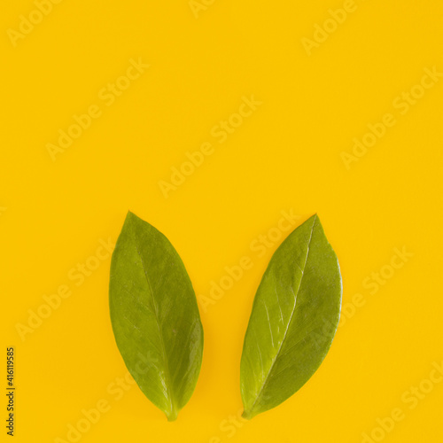 fresh green leaves like a bunny ears on the yellow illuminating background. minimal flat lay