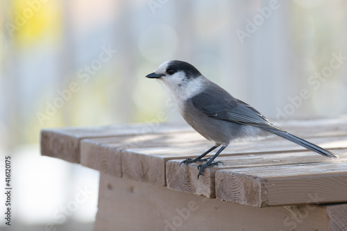 Grey jay or whisky jack perched on a branch of a piece of wood. The small songbird is looking forward. It has a grey underbelly, a white neck and a dark head with a little black beak and dark eye. 
