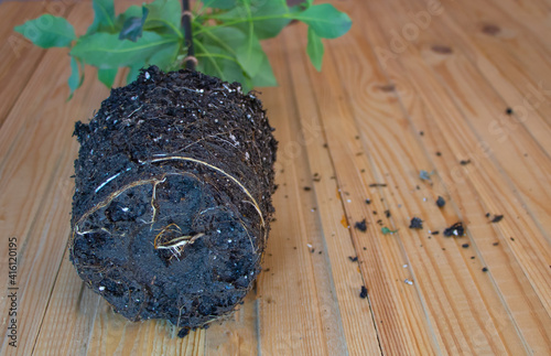 Obraz na plátně In the process of repotting Eucalyptus